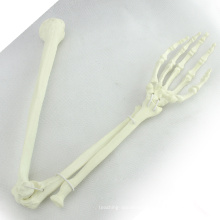 TF14 (12325) Foam Cortical Shell Normal Anatomy Large Right Arm Bones Orthopaedic Model